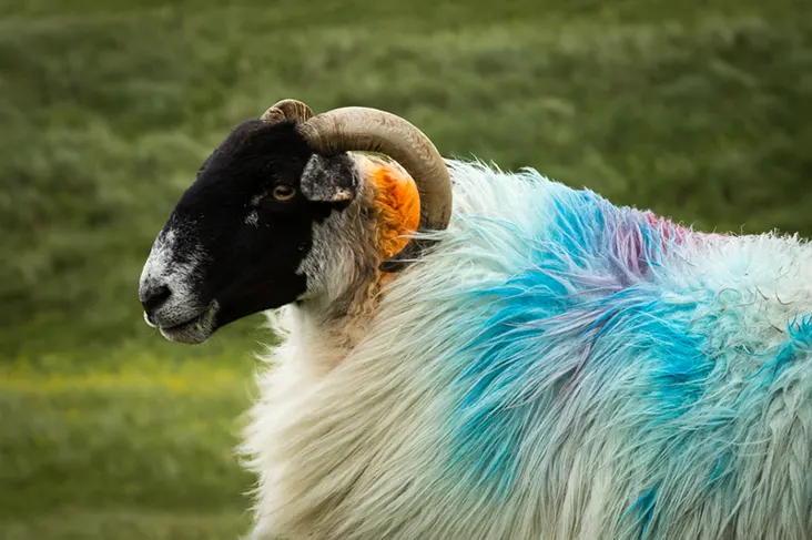 The Tartan Rainbow: New Stories from Scotland's Top Writers