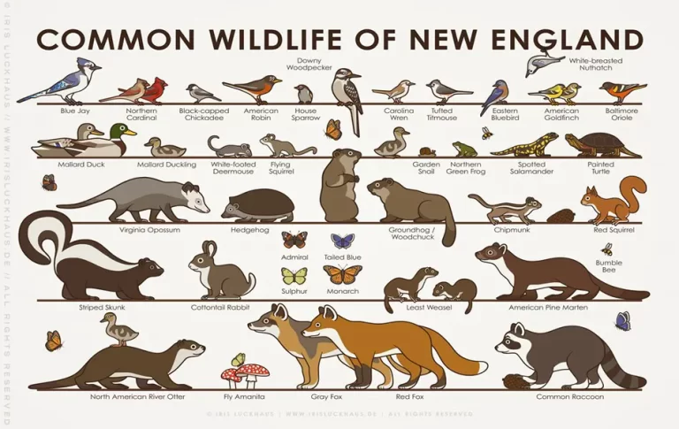 COMMON ANIMALS FOUND IN BOTH SCOTLAND AND NEW ENGLAND
